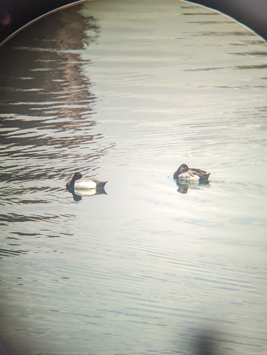 Lesser Scaup - Mark Titus