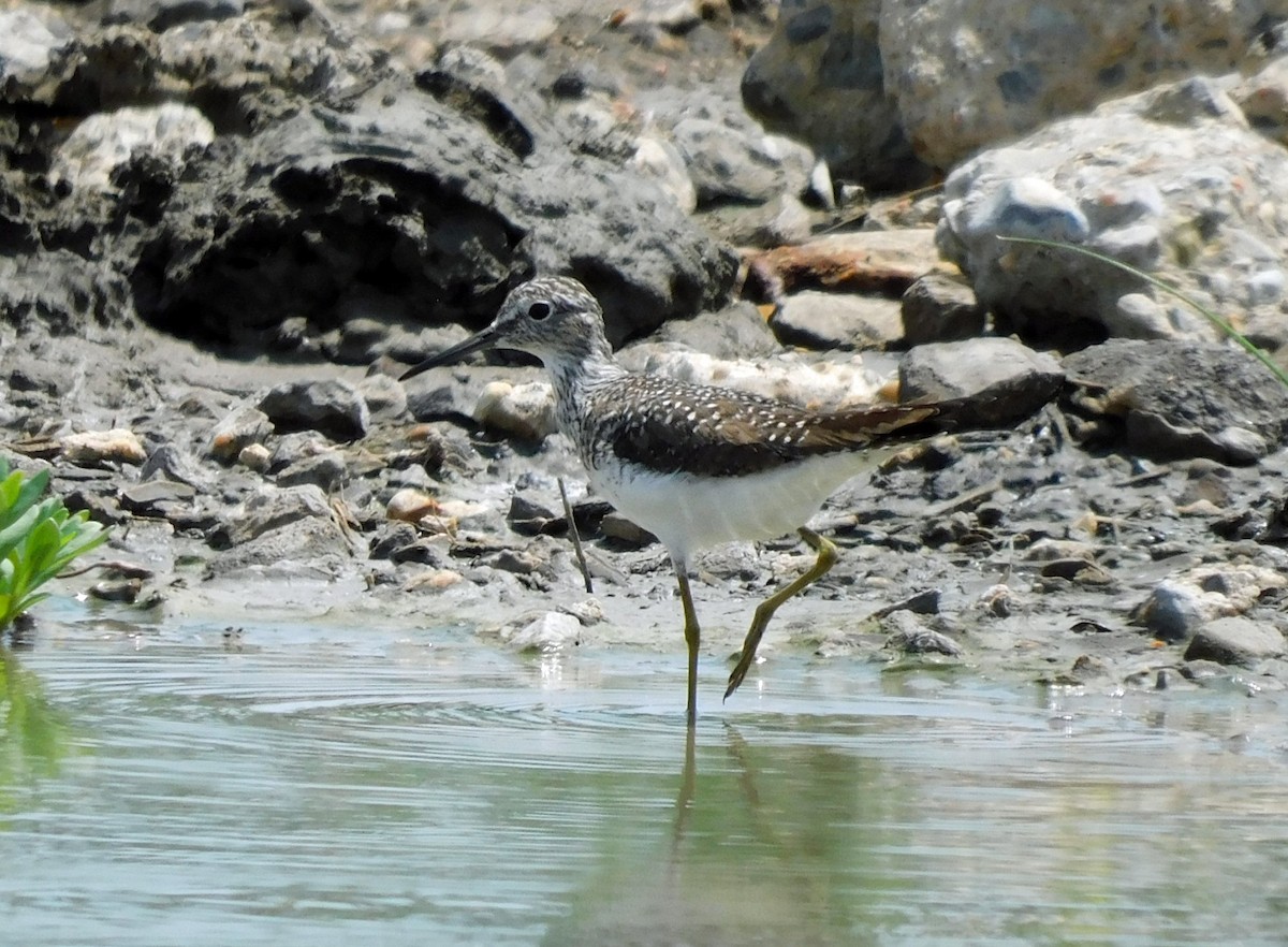 Solitary Sandpiper - ML617671670