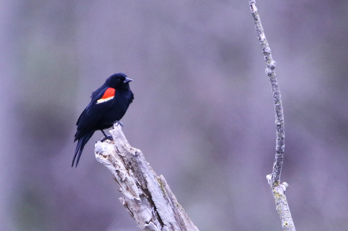 Red-winged Blackbird - Corey Hilliard