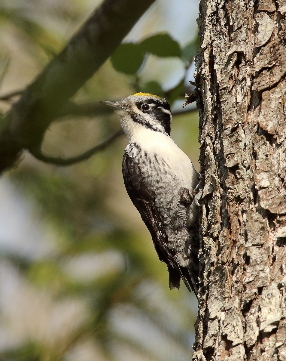 Eurasian Three-toed Woodpecker - ML617671681