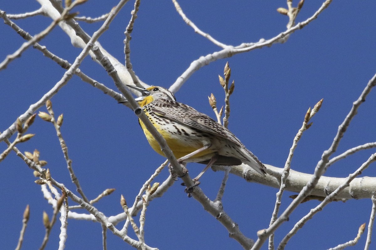 Western Meadowlark - ML617671692