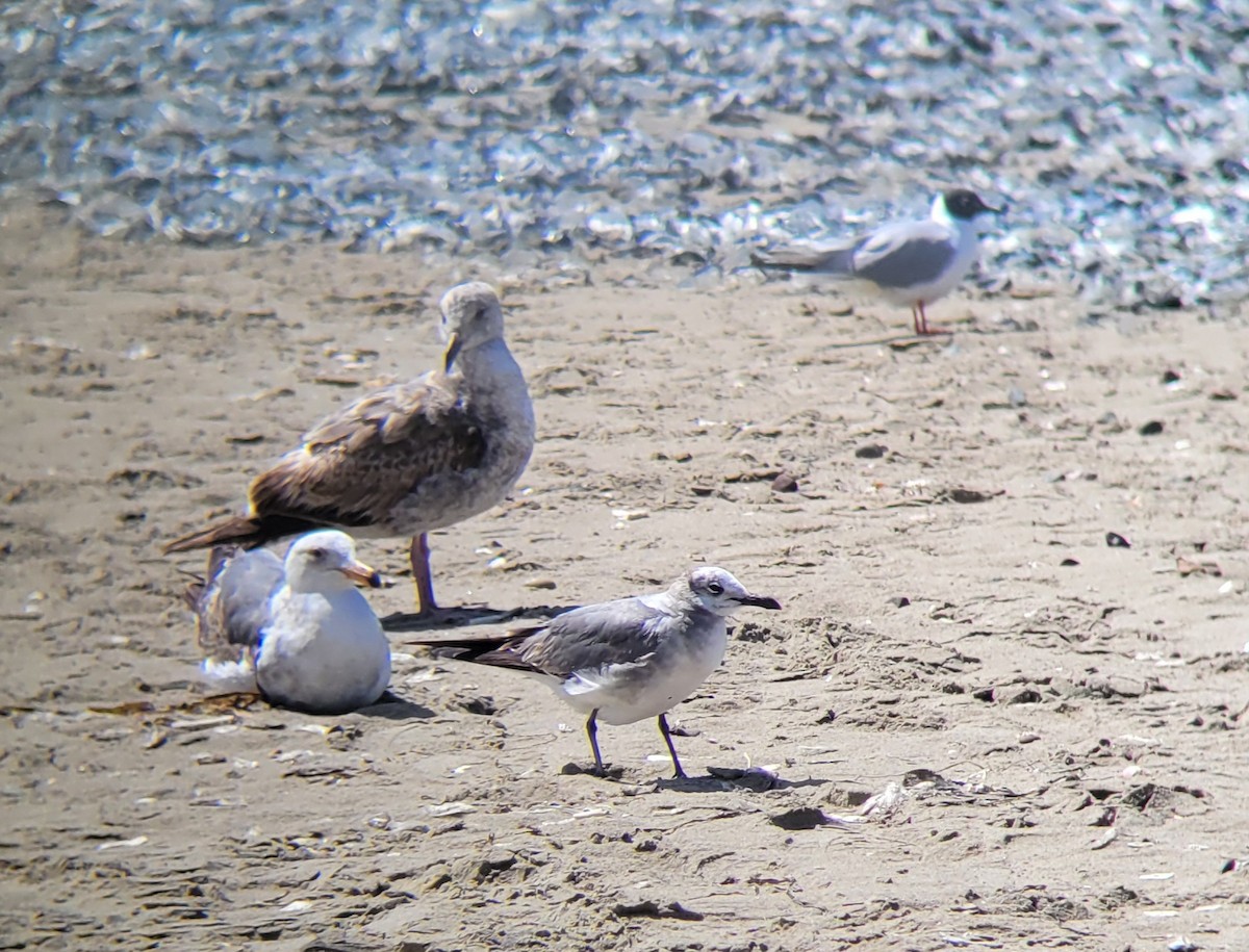 Mouette atricille - ML617671711