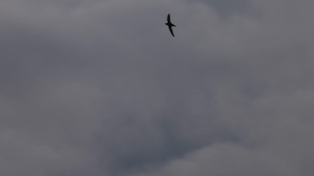 White-throated Needletail - ML617671715