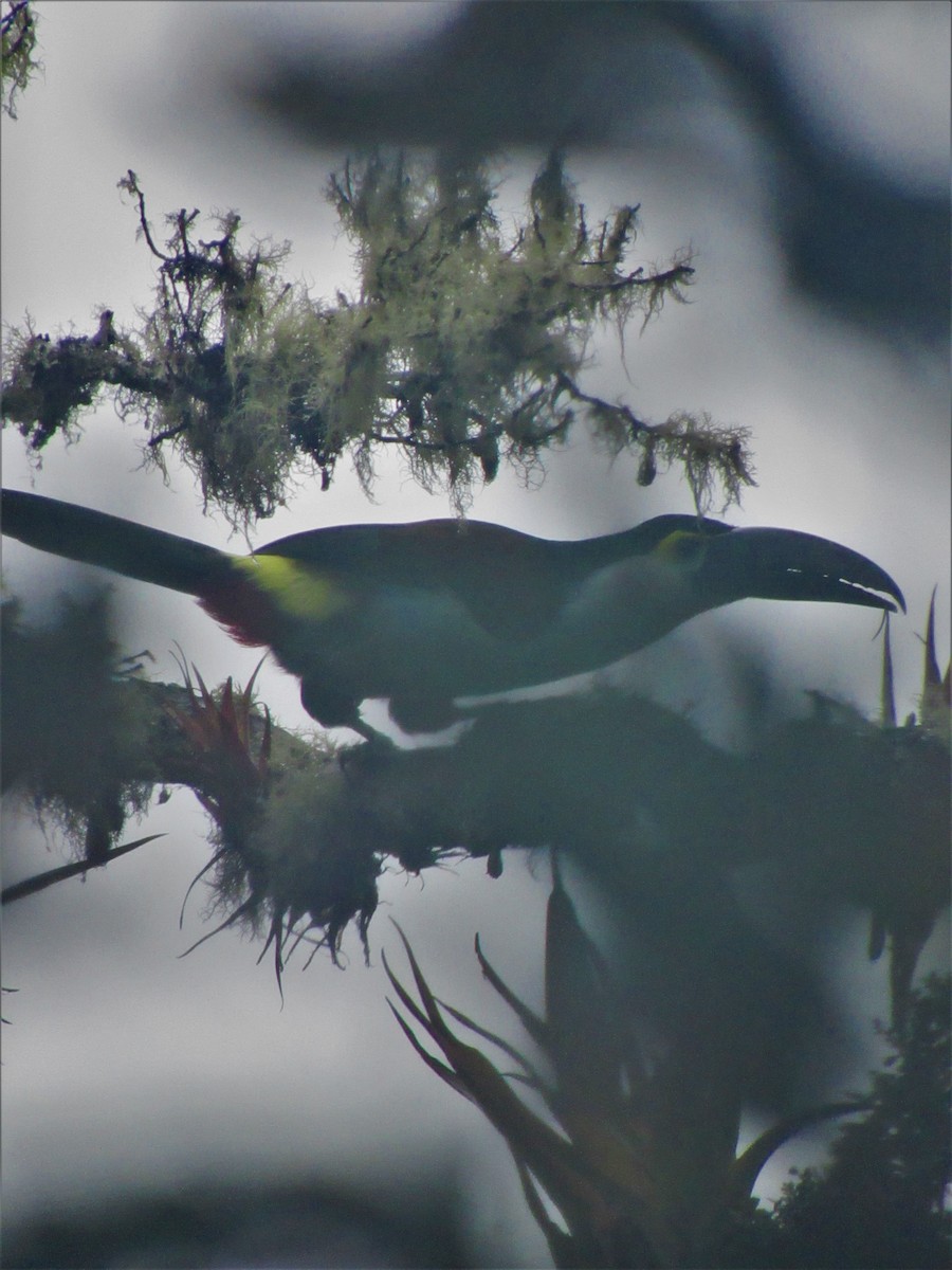 Black-billed Mountain-Toucan - ML617671727