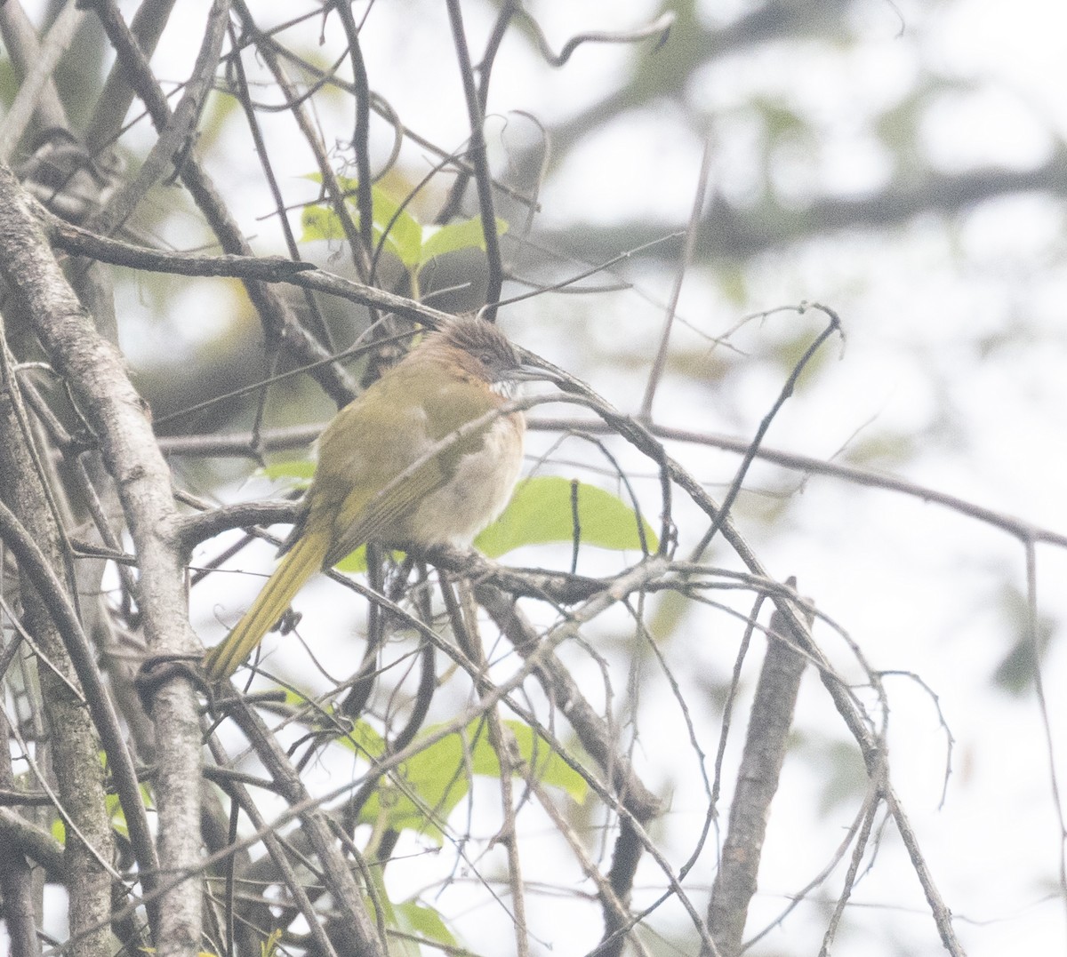 Mountain Bulbul - Adhirup Ghosh