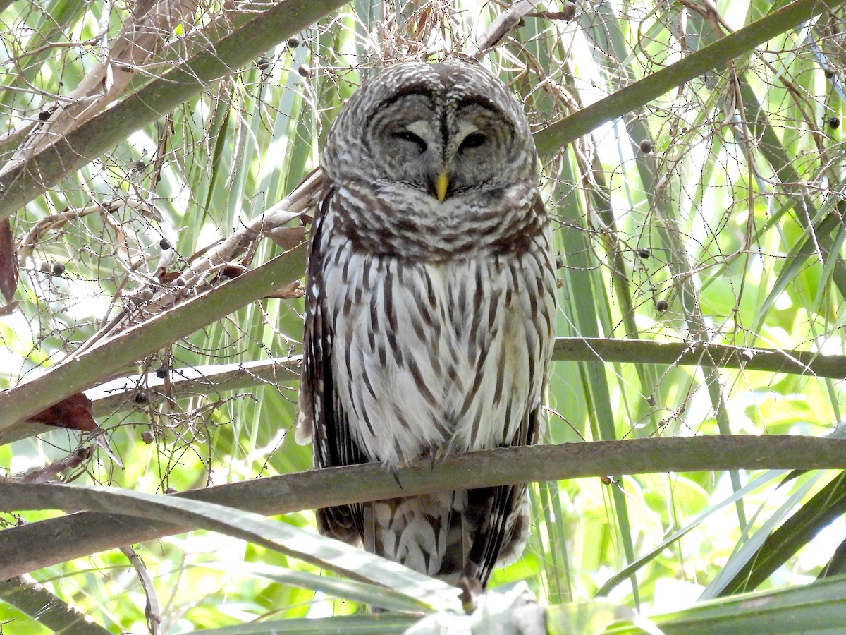 Barred Owl - ML617671746