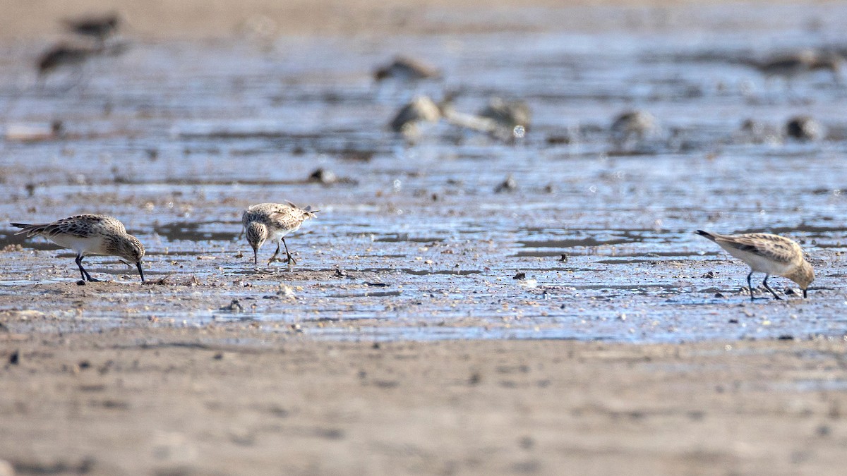 Baird's Sandpiper - Anonymous