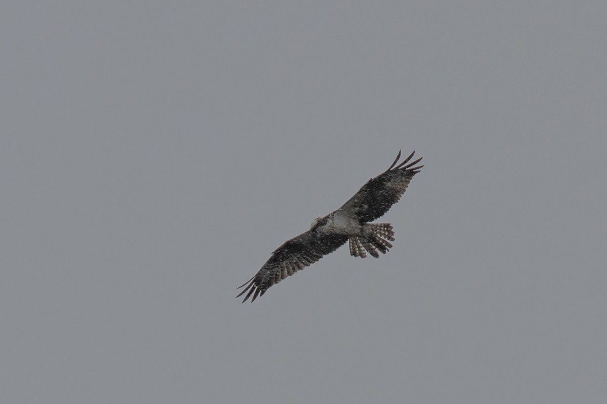 Osprey - Christine Mason