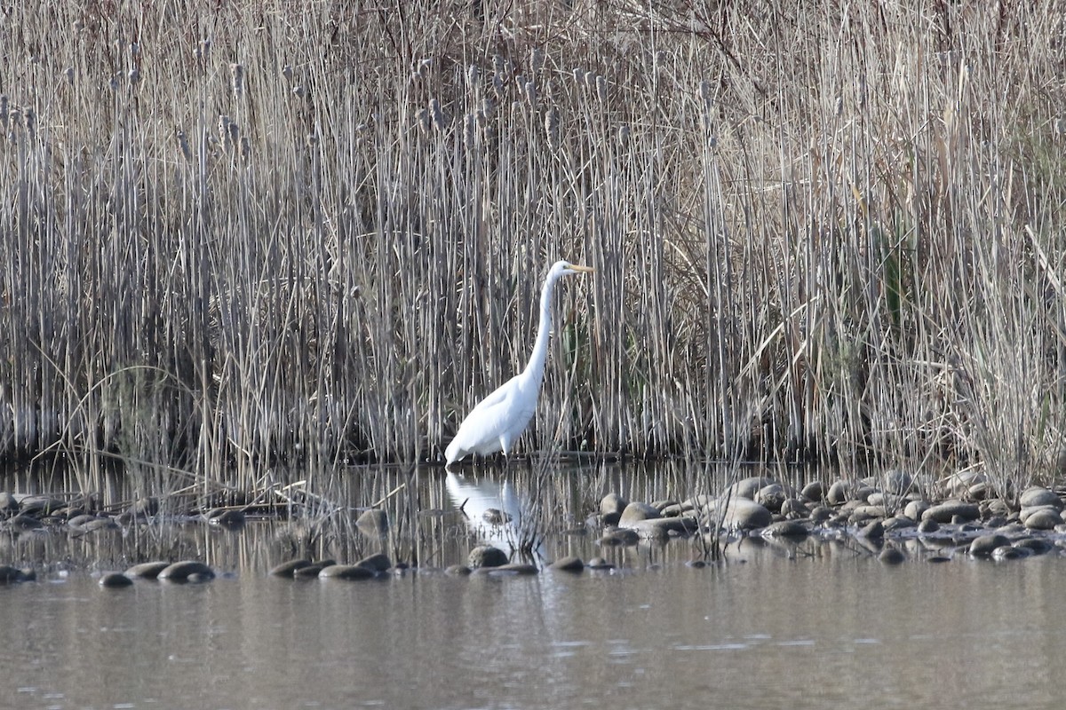 Great Egret - ML617671785