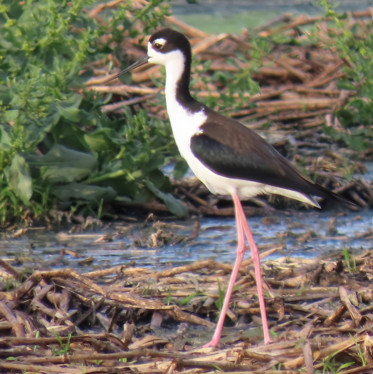 Black-necked Stilt - ML617671796