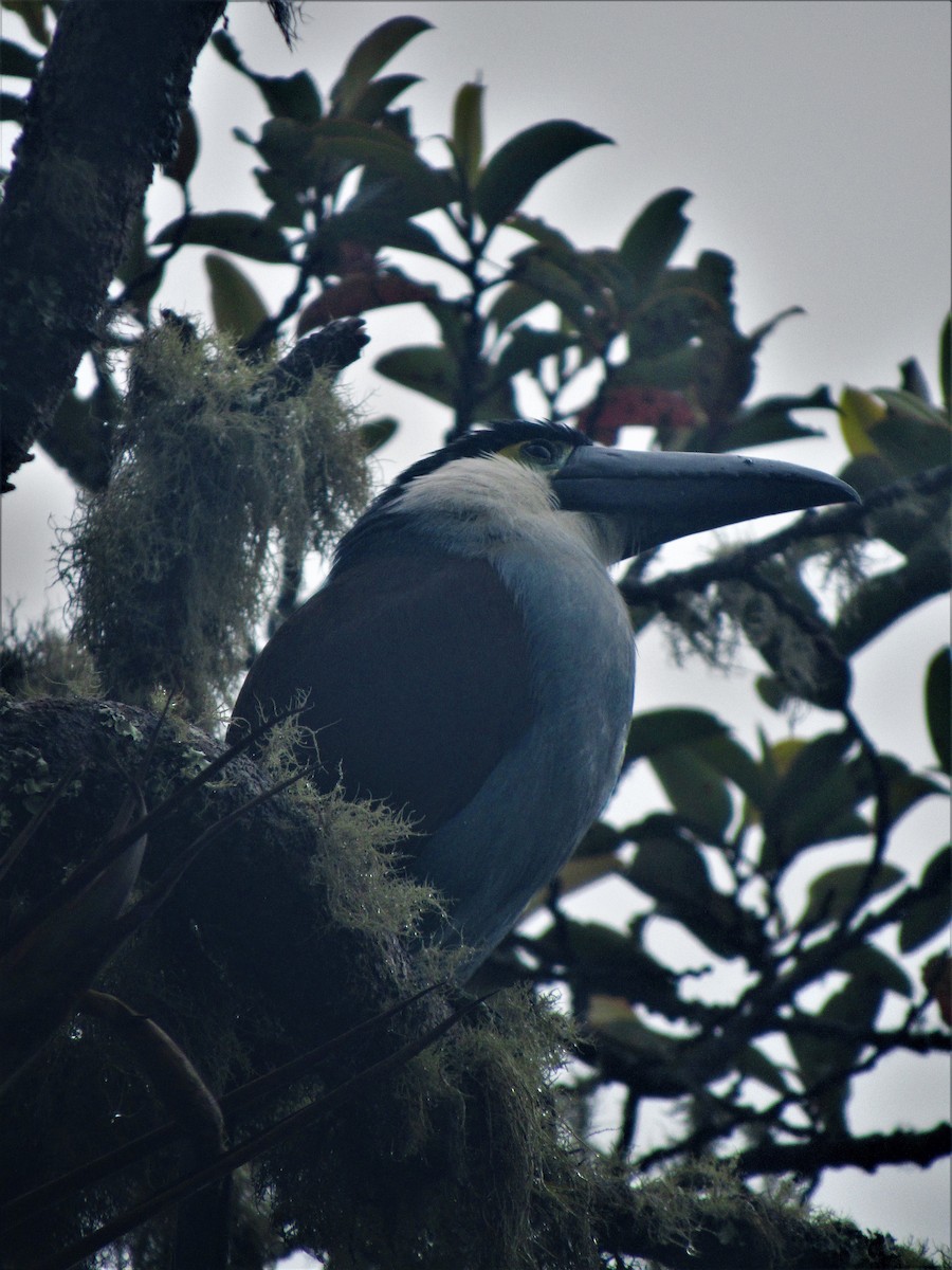 Black-billed Mountain-Toucan - ML617671817