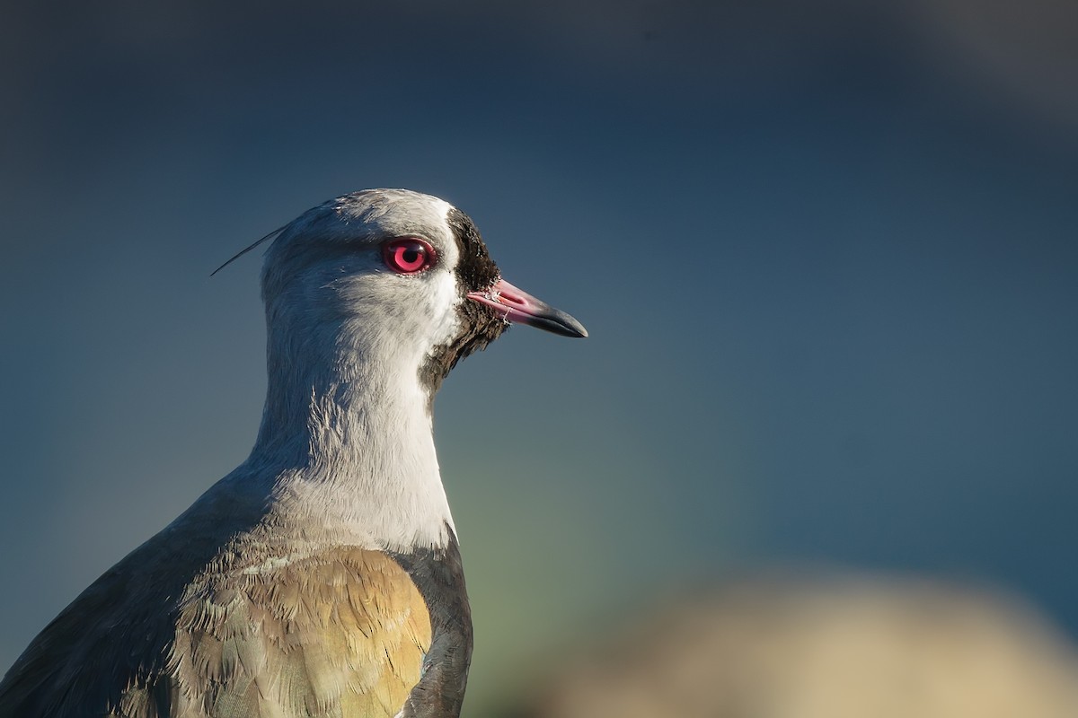 Southern Lapwing - ML617671862