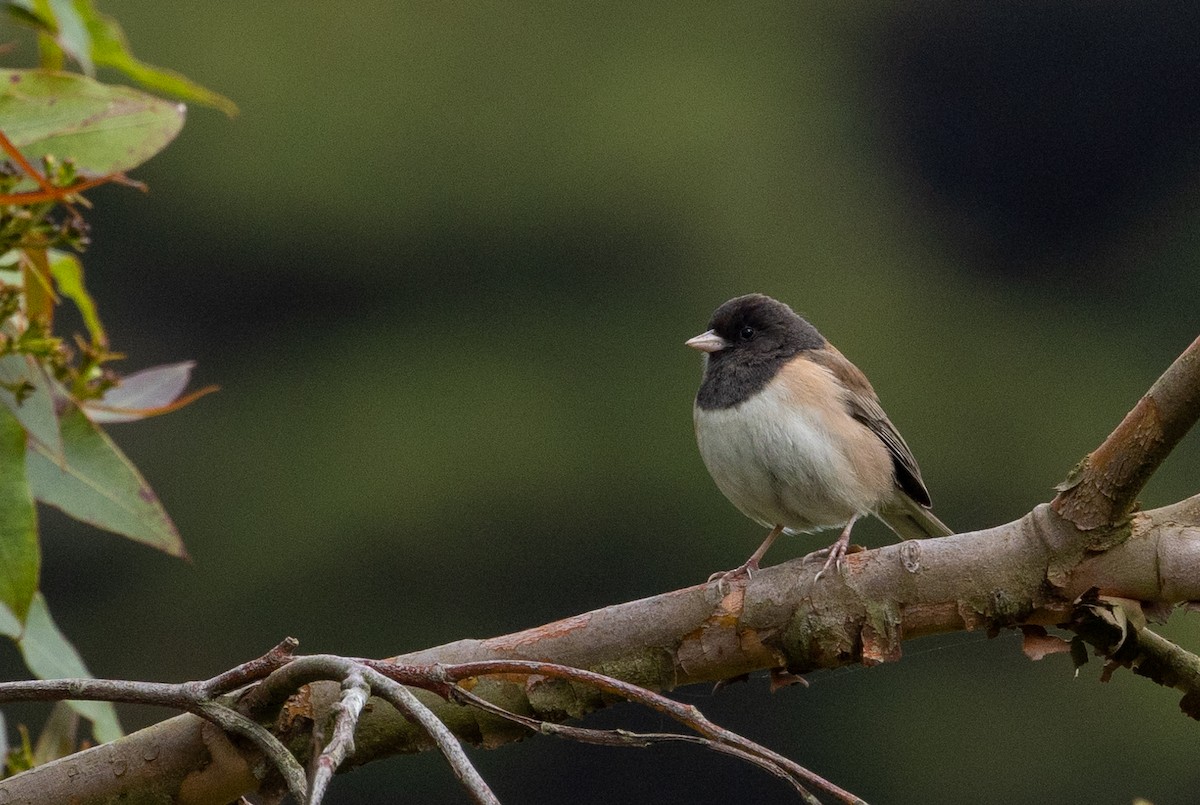 Dark-eyed Junco - Jeffrey Anderson