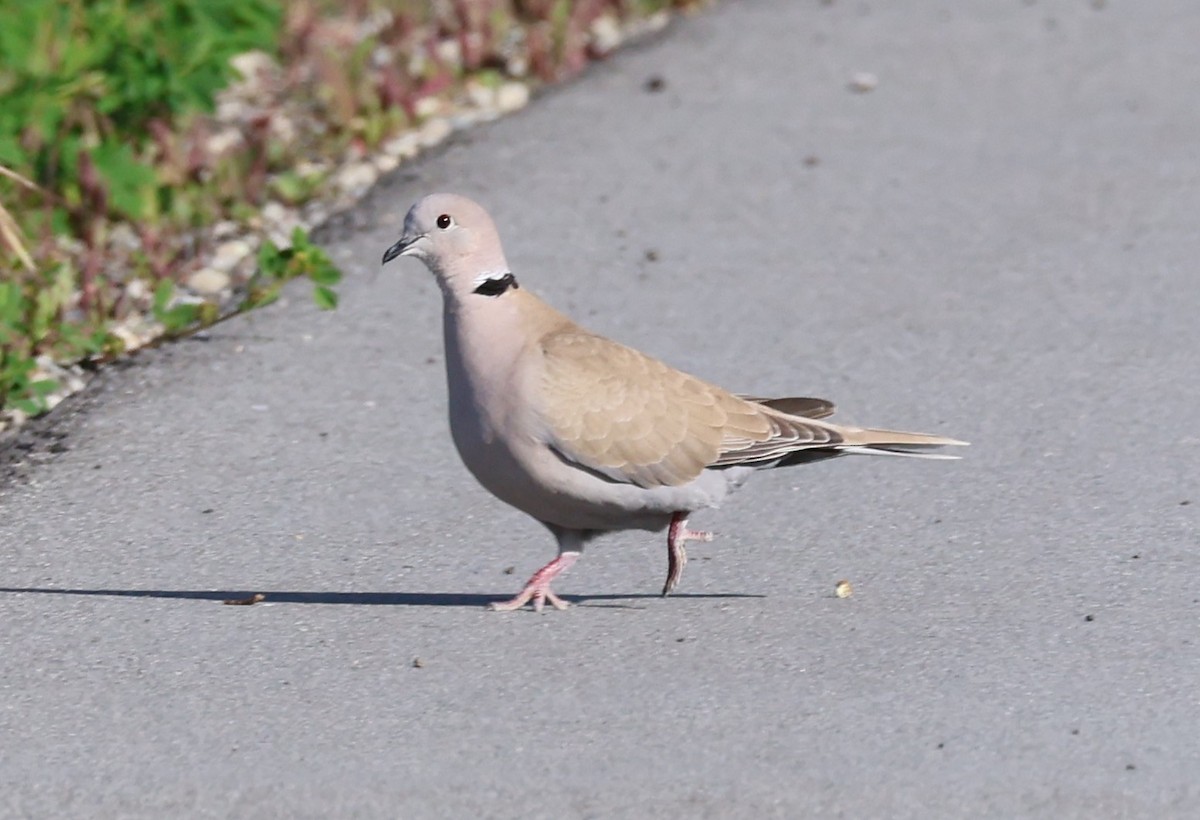 Eurasian Collared-Dove - ML617671924