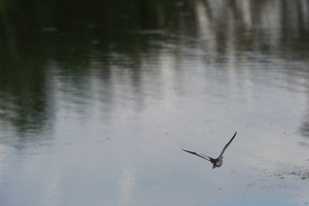 Little Bittern - ML617671928