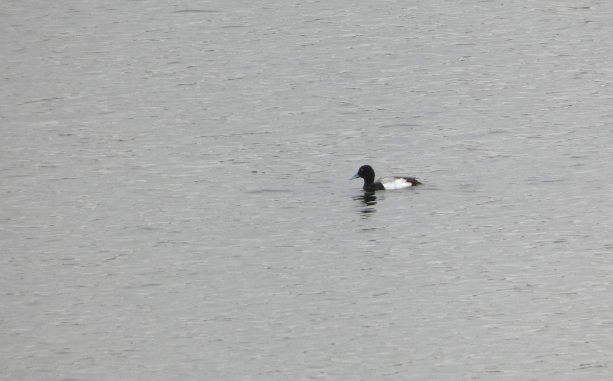 Greater Scaup - ML617671932