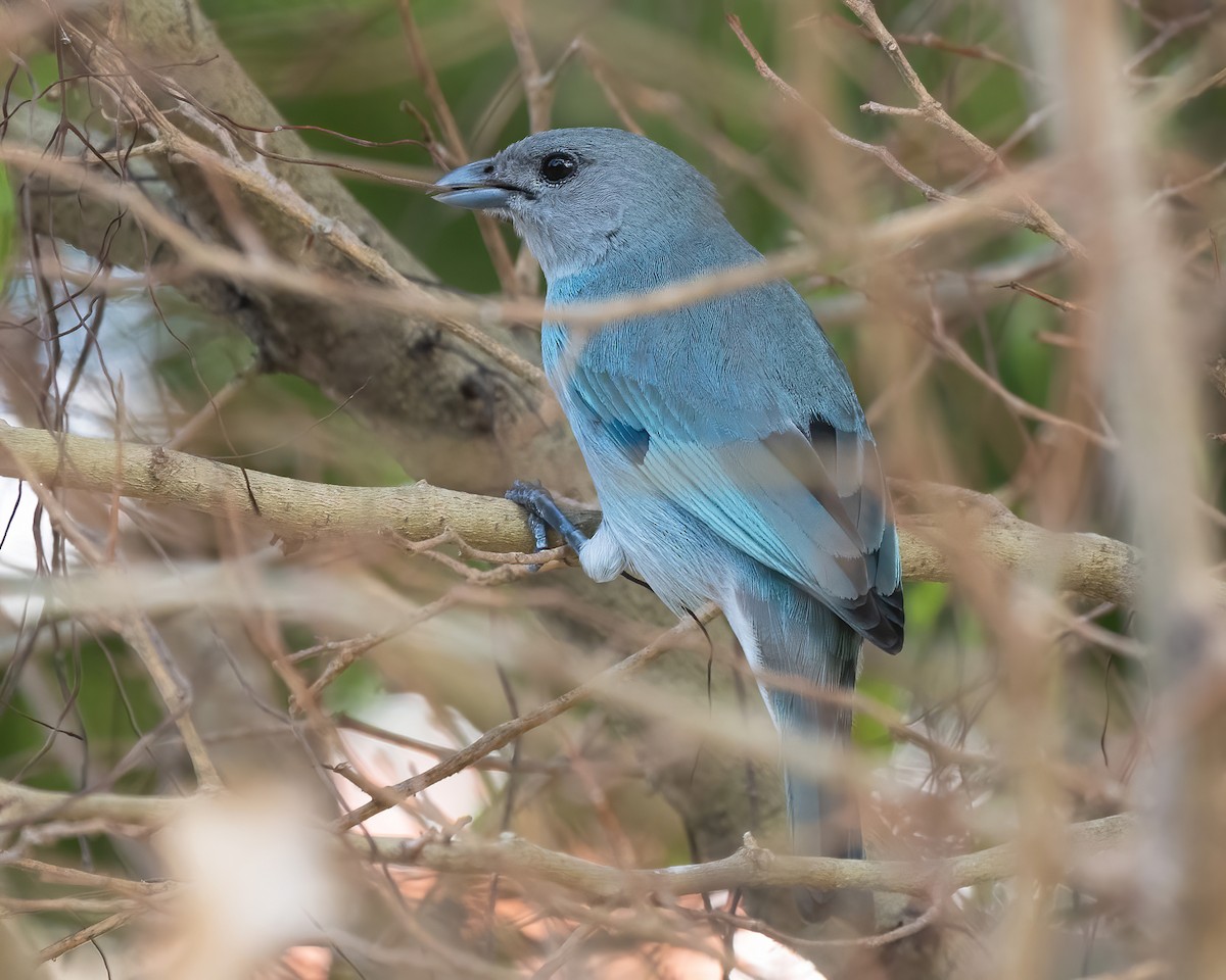 Glaucous Tanager - Mike Yough