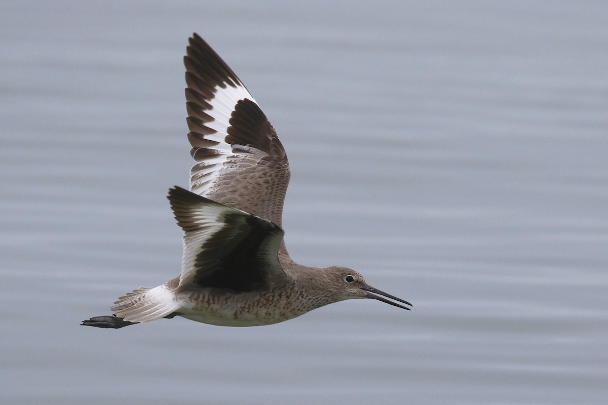 Chevalier semipalmé (inornata) - ML617671941