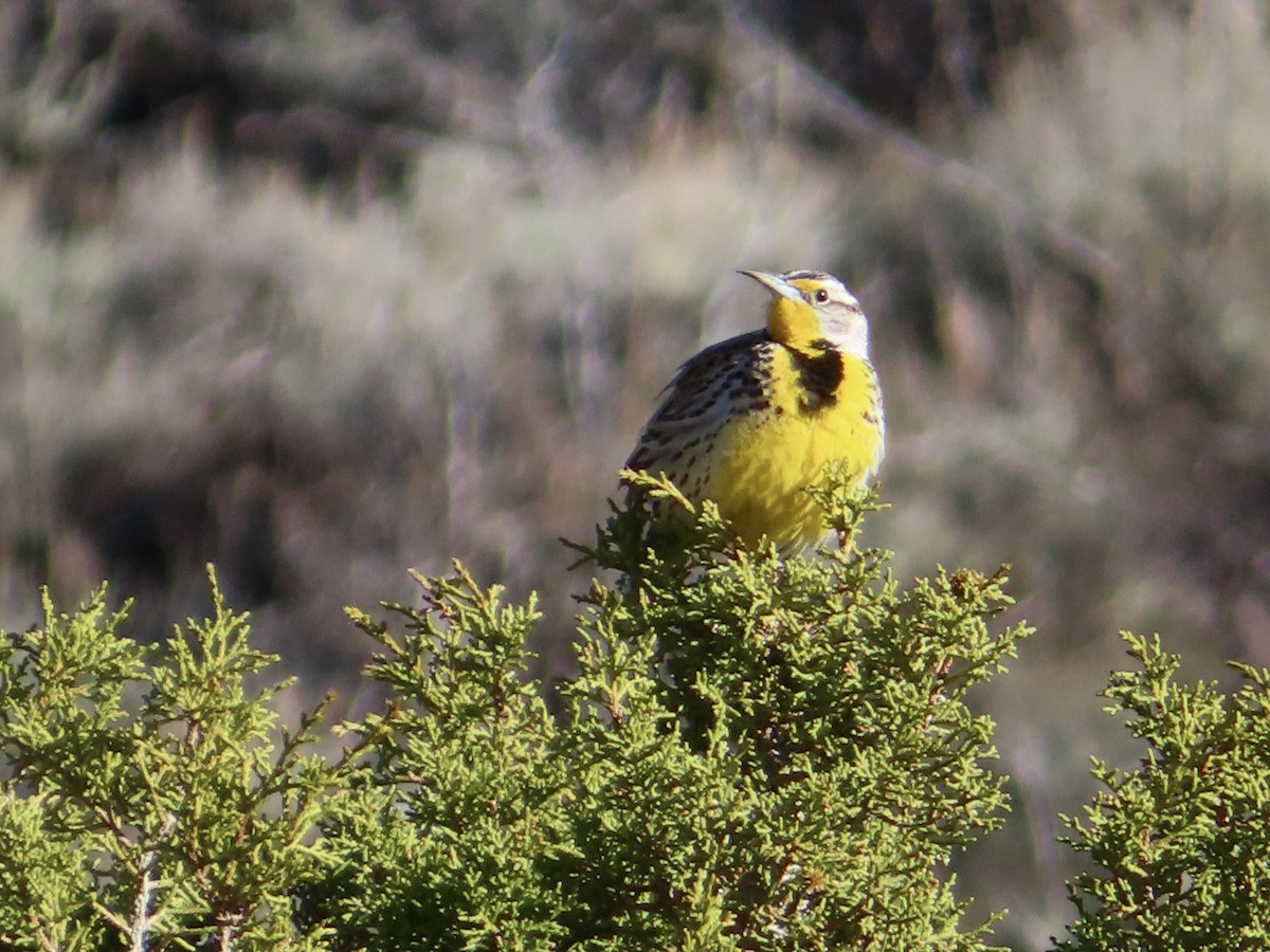 Western Meadowlark - Art Hudak