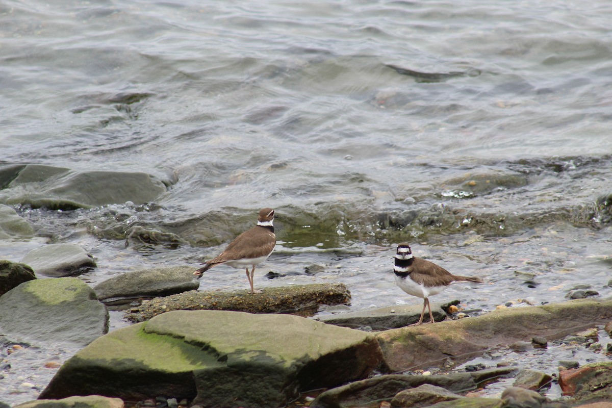 Killdeer - Joanne Arsenault