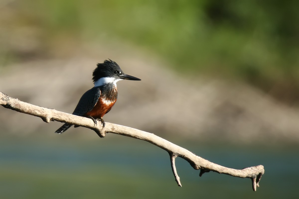 Ringed Kingfisher - ML617671981