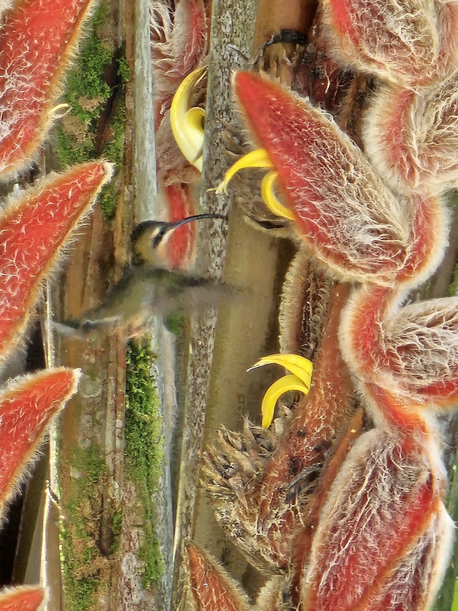 Полосатохвостый колибри-отшельник - ML617671991