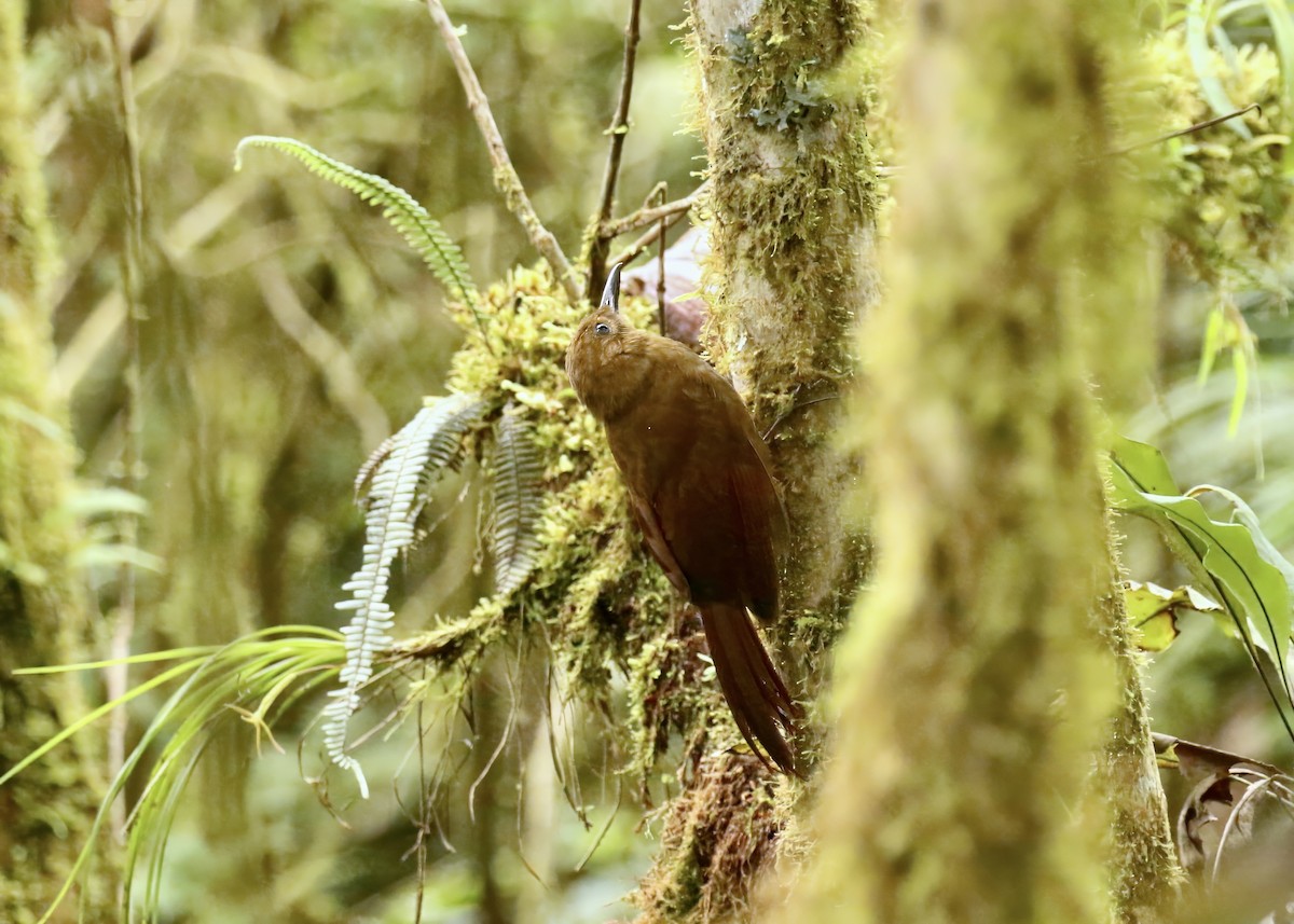 Tyrannine Woodcreeper - ML617672003