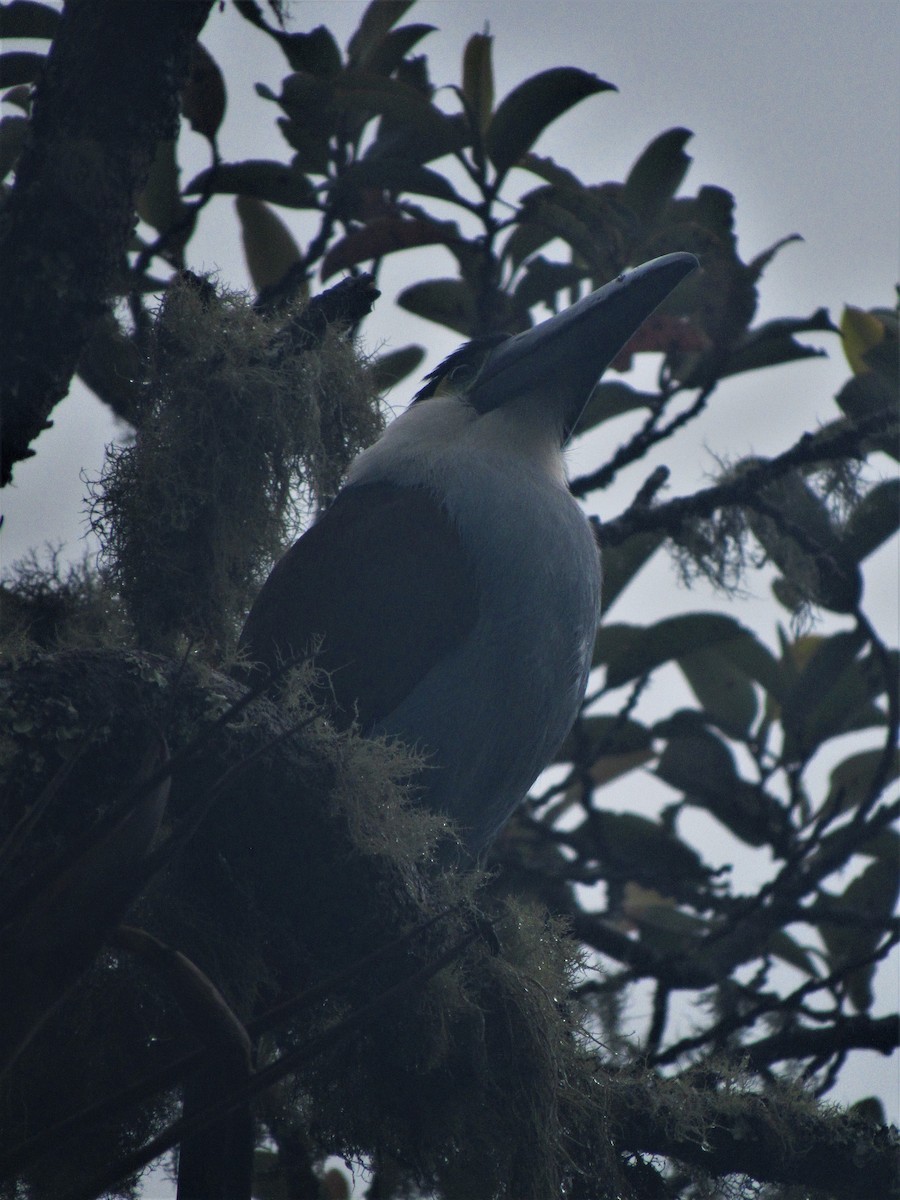 Black-billed Mountain-Toucan - ML617672023