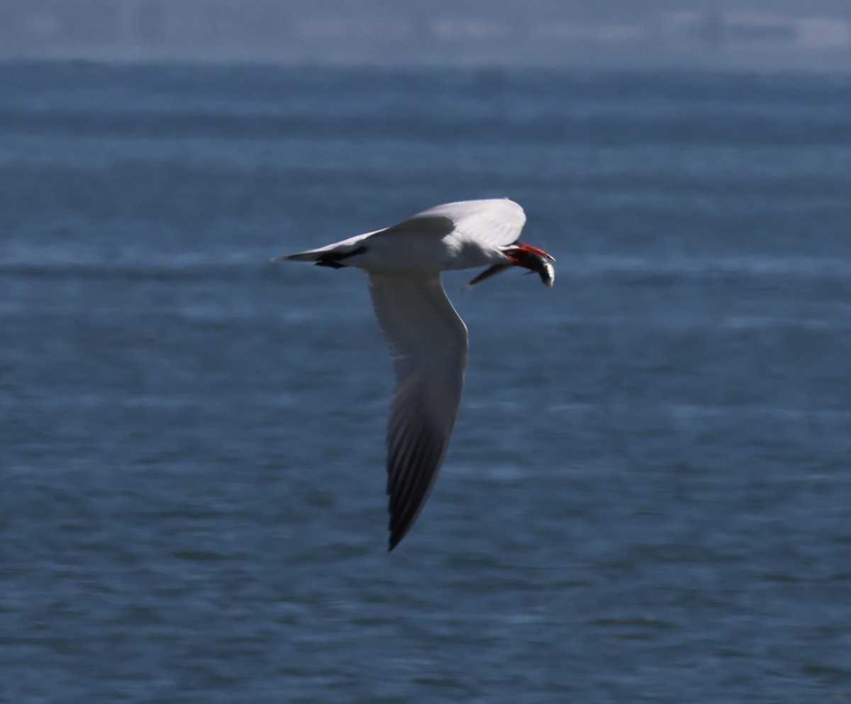 Caspian Tern - ML617672049