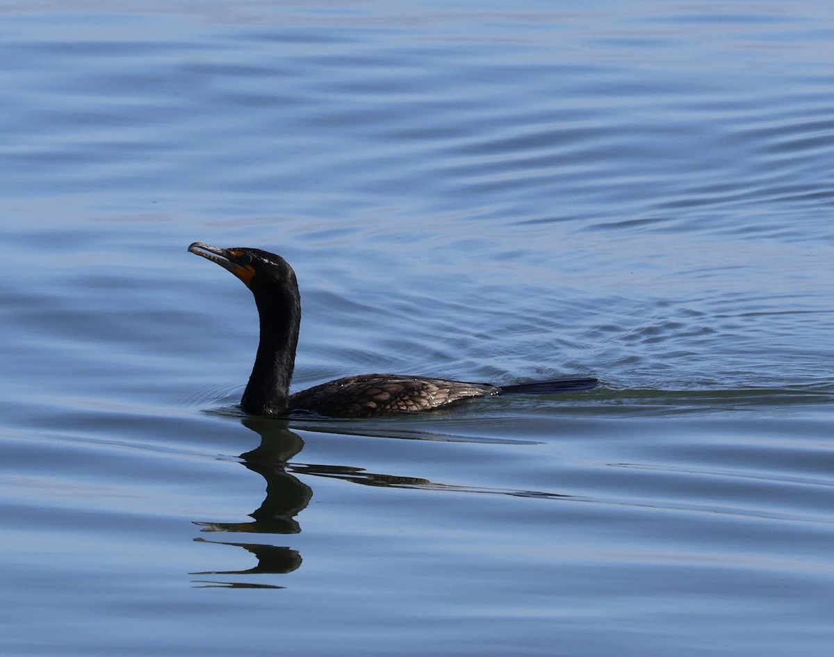 Double-crested Cormorant - ML617672056