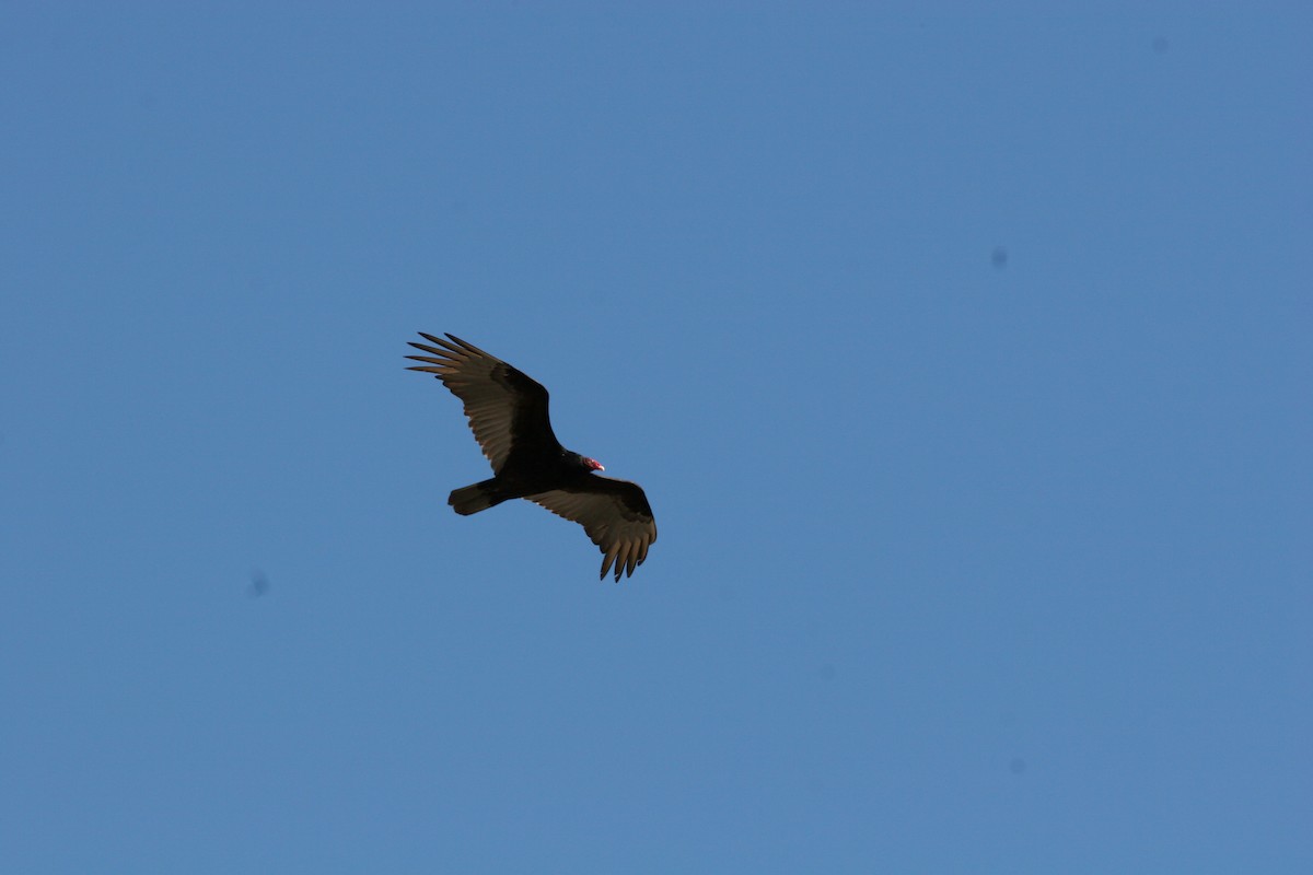 Turkey Vulture - ML617672116