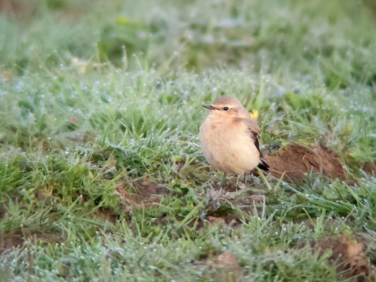 Northern Wheatear - Tom Lowe