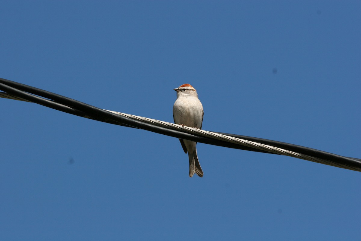 Chipping Sparrow - ML617672125