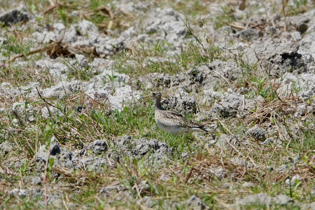 Upland Sandpiper - Min Zhao