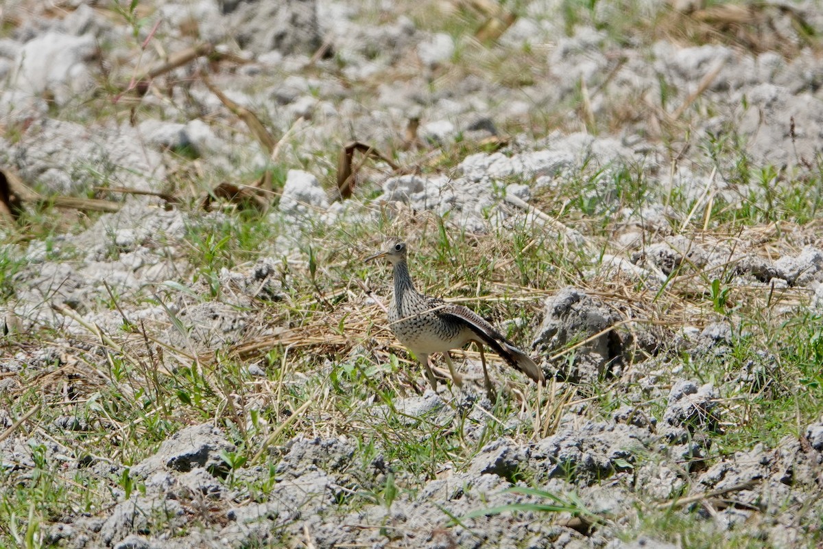 Upland Sandpiper - ML617672133