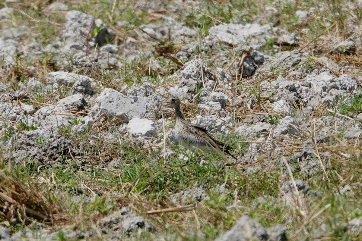 Upland Sandpiper - ML617672135