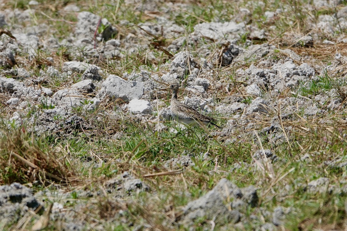 Upland Sandpiper - ML617672136