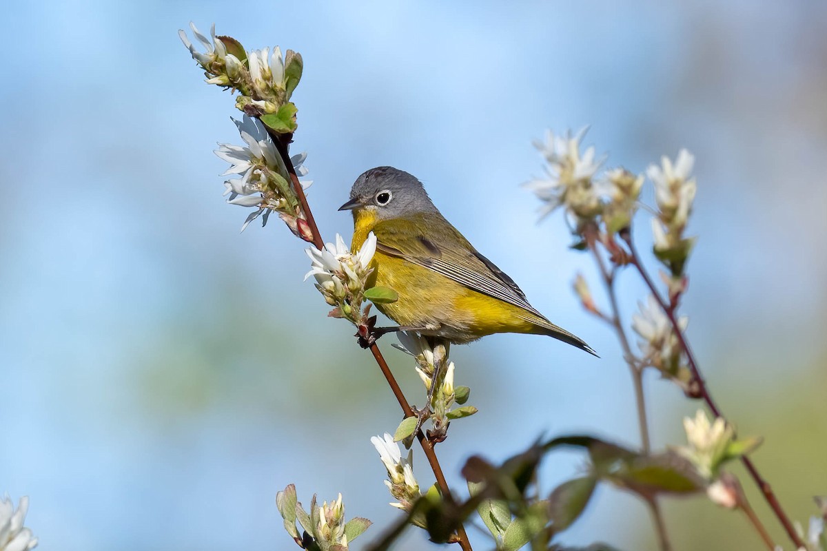 Nashville Warbler - Gerry Meenaghan