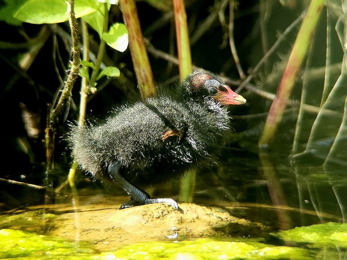 Eurasian Moorhen - Tom Lowe