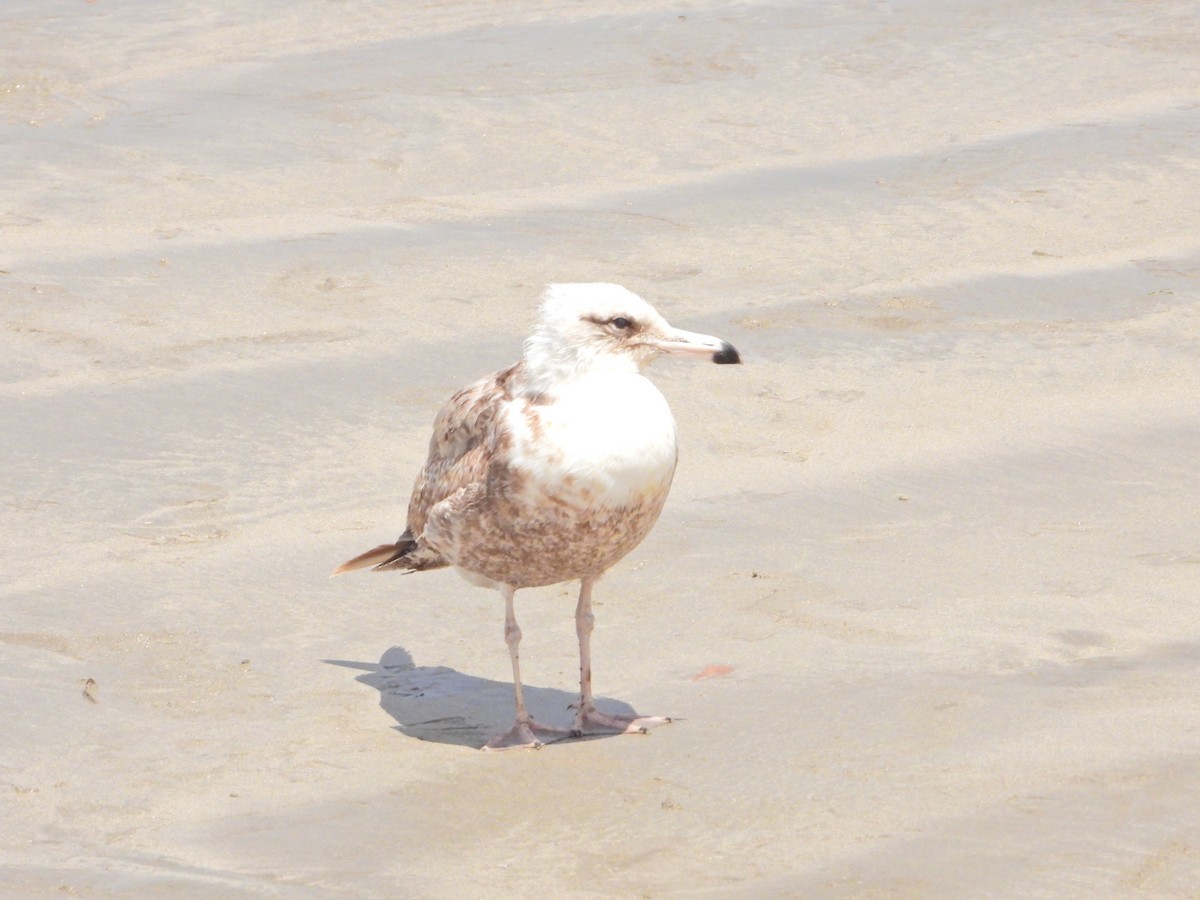 Gaviota Californiana - ML617672191