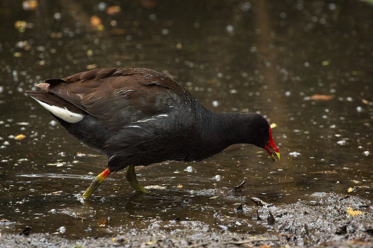 Common Gallinule - ML617672214