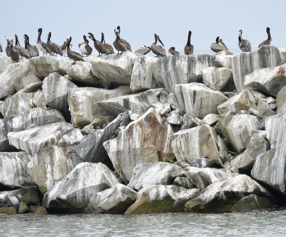 Brown Pelican - ML617672222