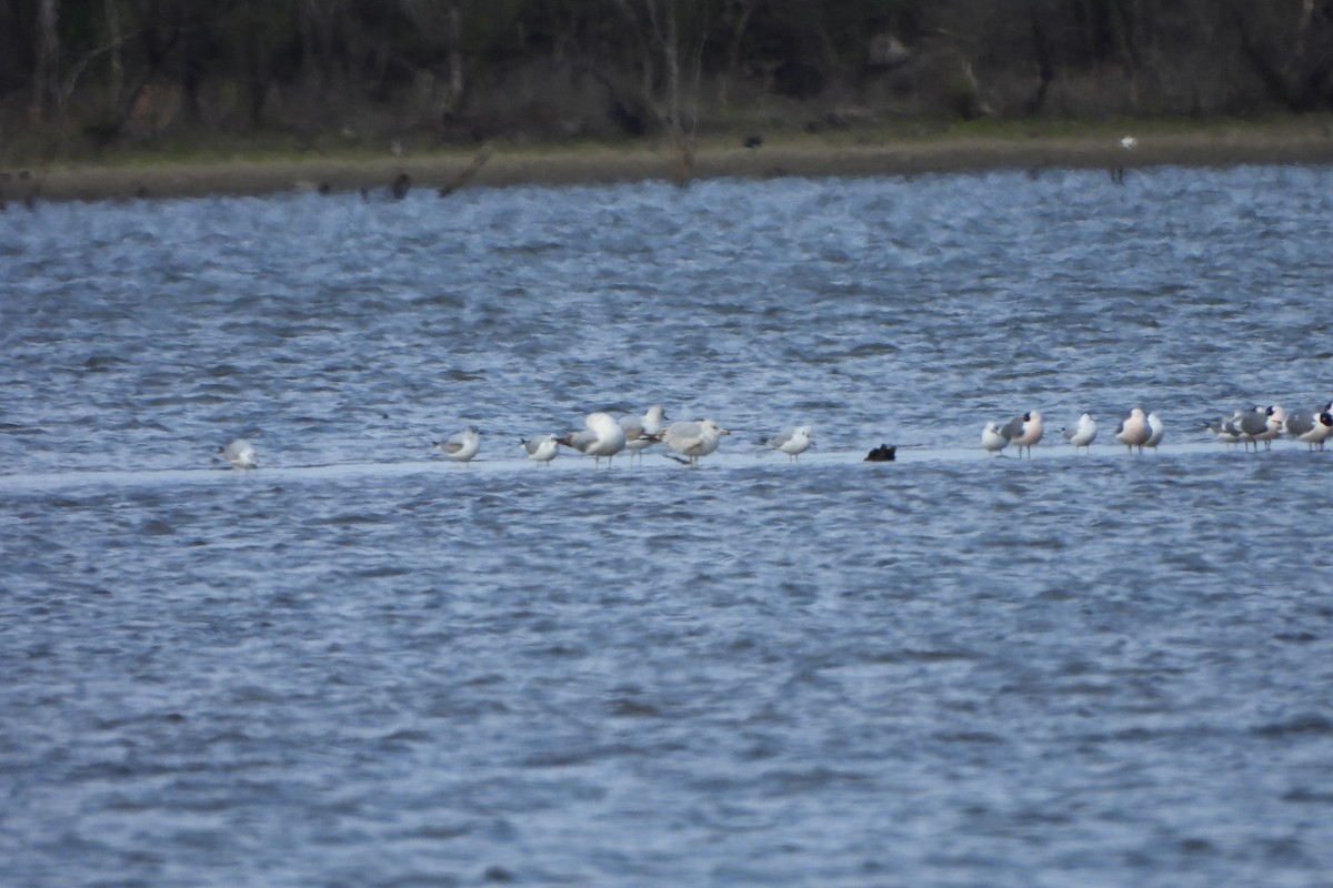 Ring-billed Gull - Betty Lou Peckham