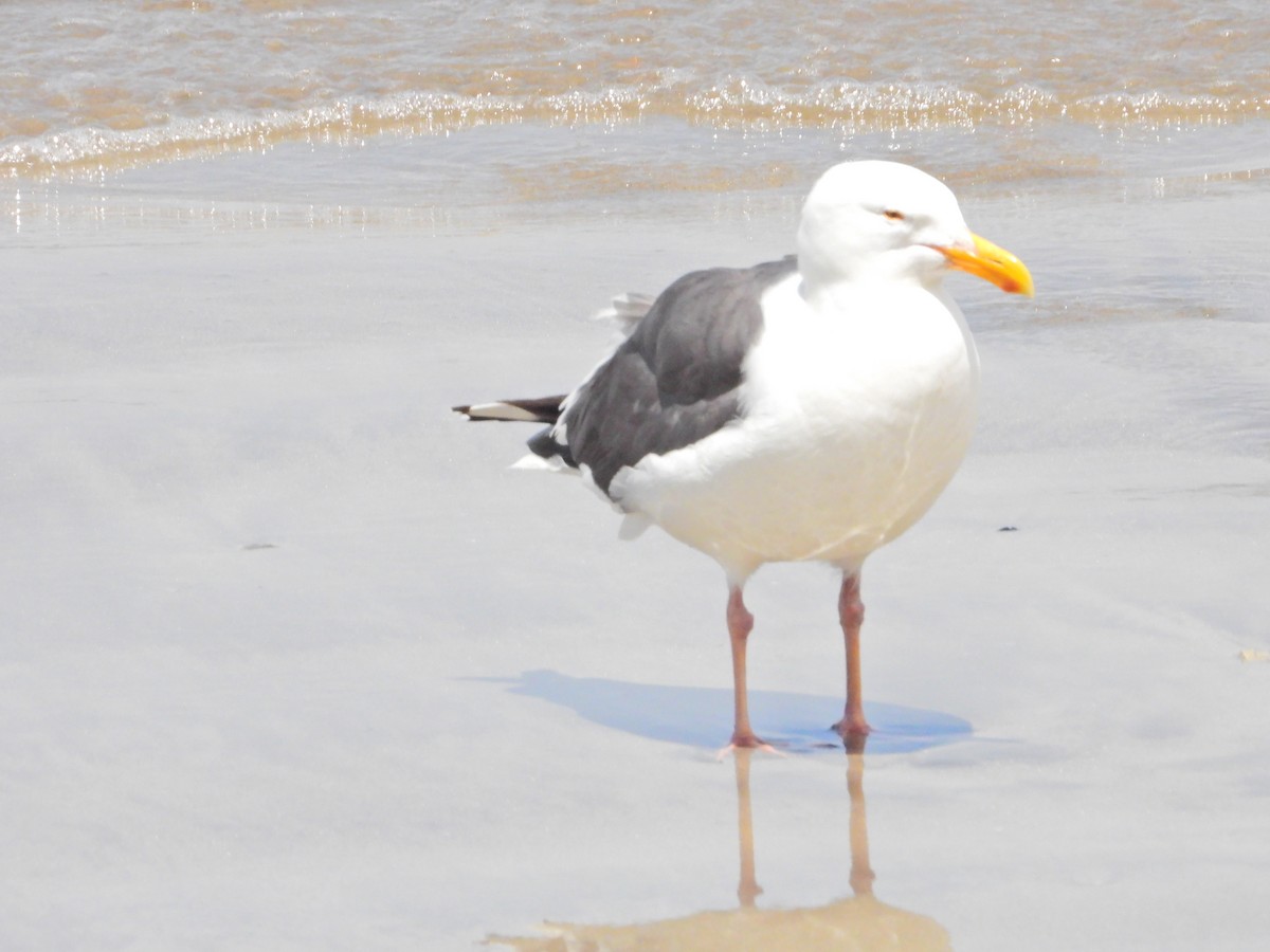 Gaviota Occidental - ML617672235