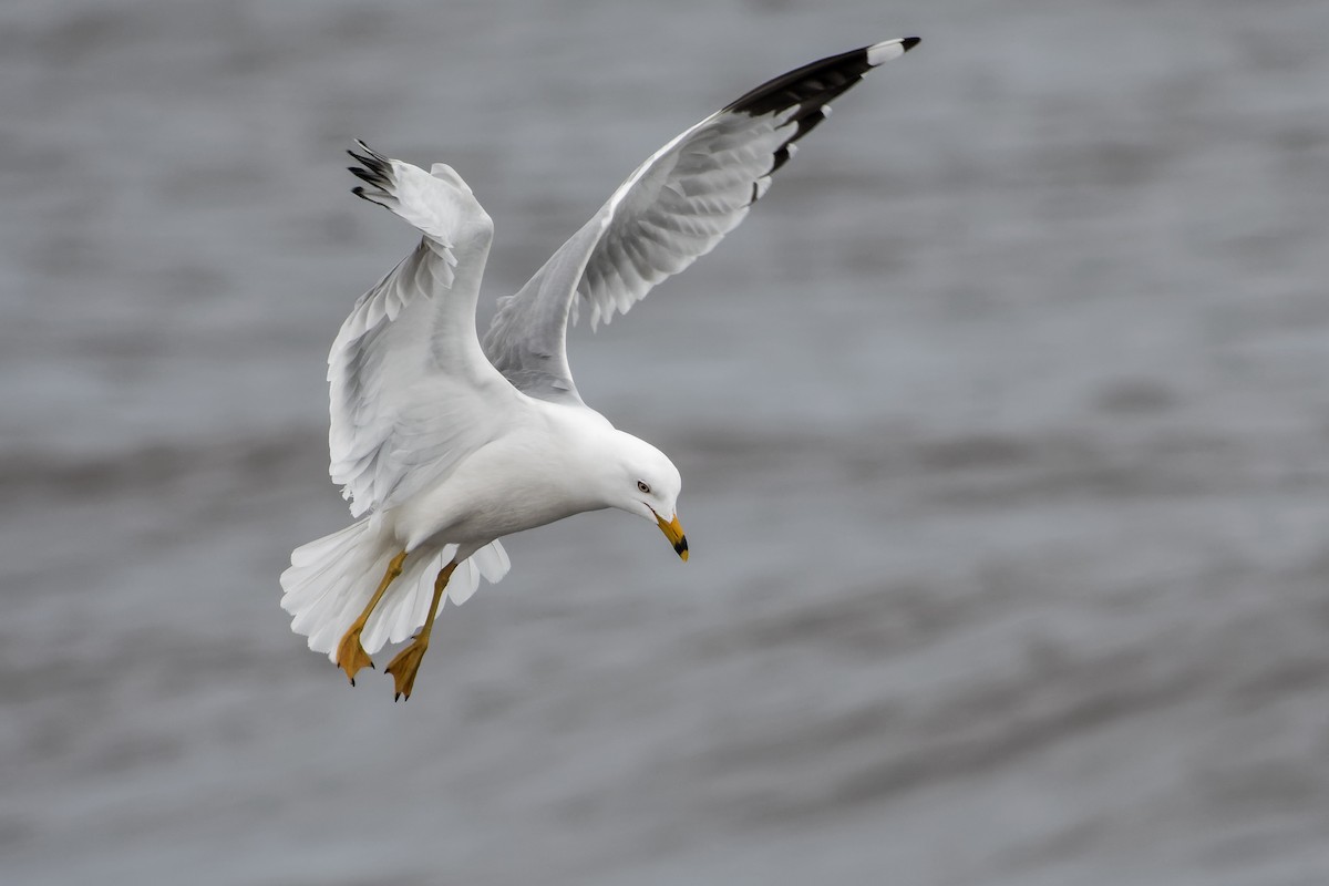 Ring-billed Gull - ML617672247