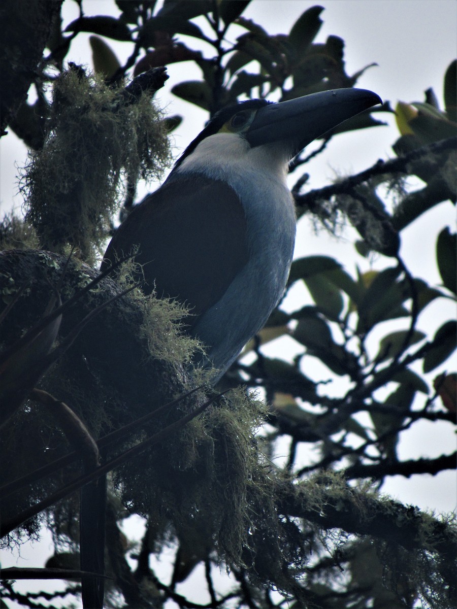 Black-billed Mountain-Toucan - ML617672258