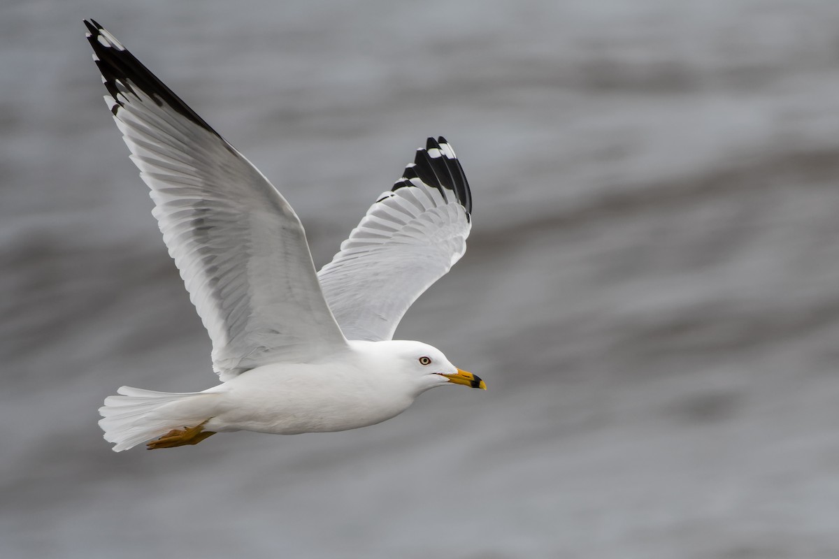 Ring-billed Gull - ML617672260