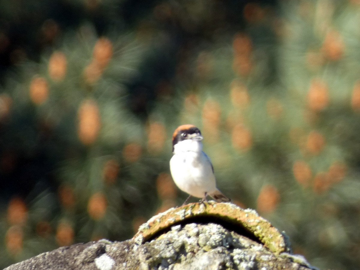 Woodchat Shrike - Flávio Oliveira