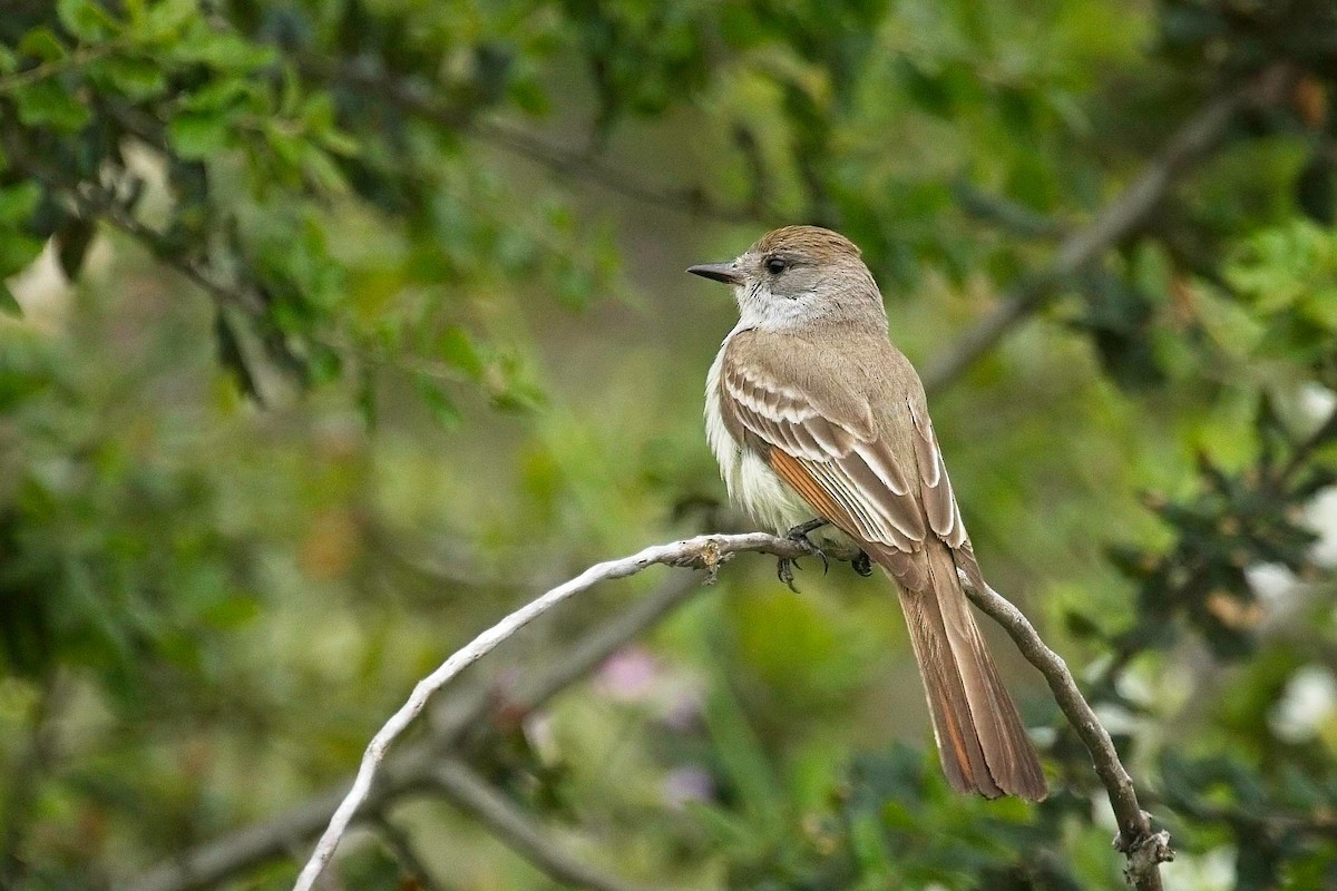 Ash-throated Flycatcher - ML617672289