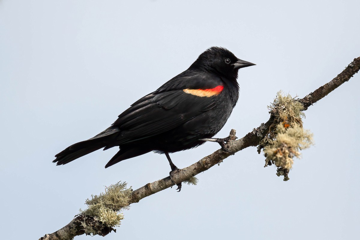 Red-winged Blackbird - ML617672292